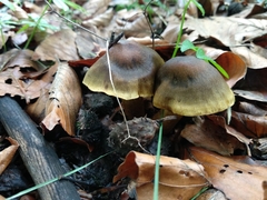 Cortinarius olivaceofuscus