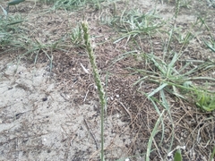 Plantago coronopus
