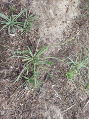 Plantago coronopus