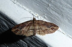 Chloroclystis filata