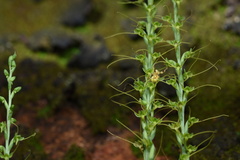 Peristylus tentaculatus