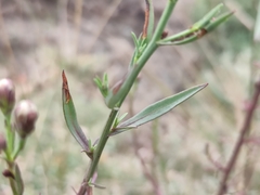 Tripolium pannonicum