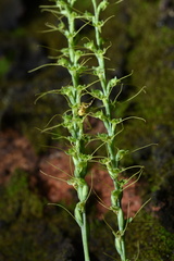 Peristylus tentaculatus