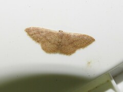 Idaea eugeniata
