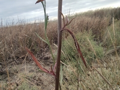 Tripolium pannonicum