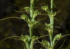 Peristylus tentaculatus