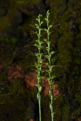 Peristylus tentaculatus