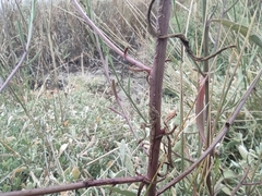 Tripolium pannonicum