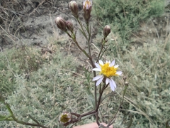 Tripolium pannonicum