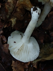 Tricholoma