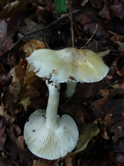 Tricholoma