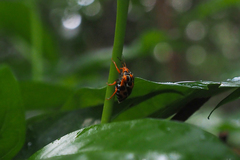 Antestiopsis anchora