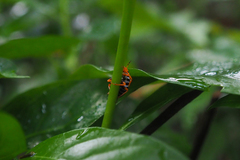 Antestiopsis anchora