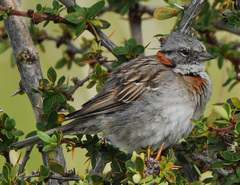 Zonotrichia capensis australis