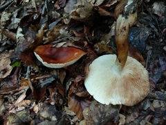 Tricholoma ustaloides