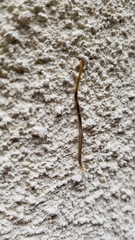 Henia vesuviana