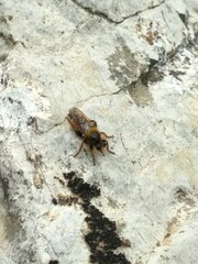 Laphria flava