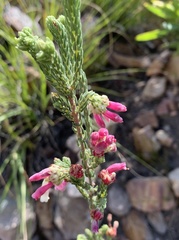 Erica pectinifolia