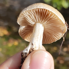 Hebeloma velutipes