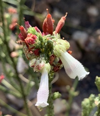 Erica pectinifolia