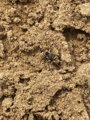 Polyrhachis ammon