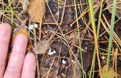 Marasmius epiphyllus