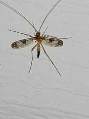 Macrocera