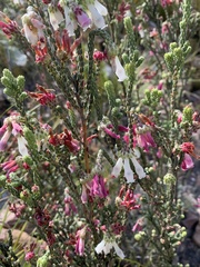 Erica pectinifolia