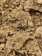 Polyrhachis ammon