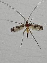 Macrocera