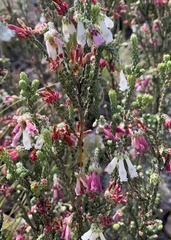 Erica pectinifolia