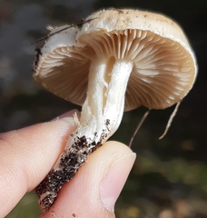 Hebeloma velutipes