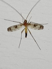 Macrocera