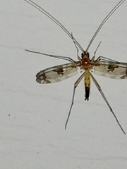 Macrocera