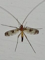 Macrocera