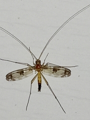 Macrocera