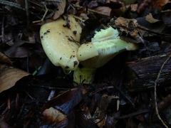 Lactarius intermedius