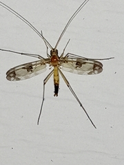 Macrocera