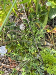 Pelargonium alchemilloides