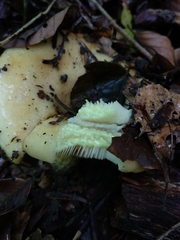 Lactarius intermedius