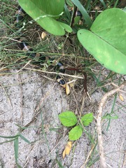 Laticauda saintgironsi