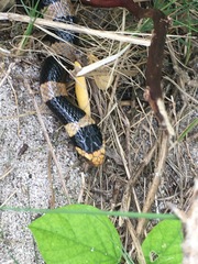 Laticauda saintgironsi