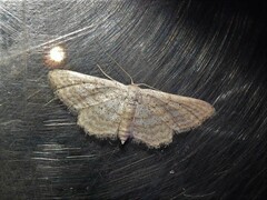 Idaea elongaria