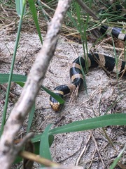 Laticauda saintgironsi