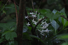 Pavetta hongkongensis