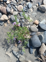 Vicia macrantha