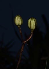 Lilium