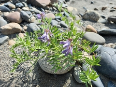 Vicia macrantha
