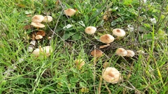 Marasmius oreades