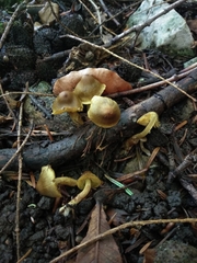 Cortinarius olivaceofuscus